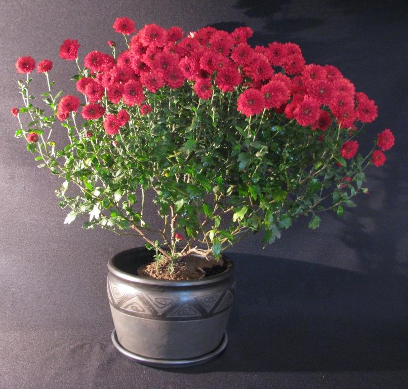 Вазонки для квітів